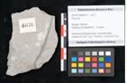 Foto (Objekt + Etikett) von Pinus sp. (NHMW-GEO-2024-0188-6676)